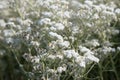 Pearly everlasting Anaphalis margaritacea sea of white white inflorescence Royalty Free Stock Photo